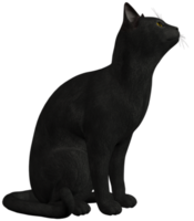 gato negro fondo transparente png