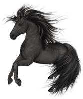 Black Horse transparent background png