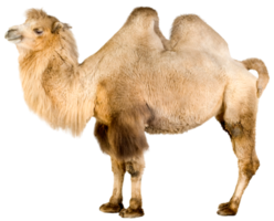 kamel transparent bakgrund png