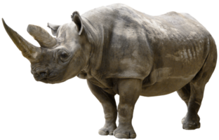 rhinocéros fond transparent png