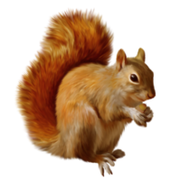 Squirrel transparent background png