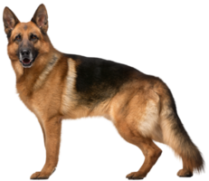 tysk herde hund transparent bakgrund png