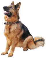 chien de berger allemand fond transparent png