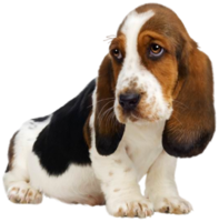 Puppy transparent background png