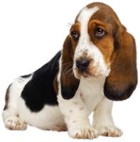 chiot fond transparent png