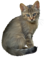 chaton mignon fond transparent png