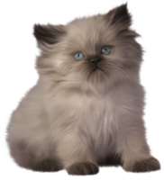 Kitten transparent background png