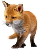 transparenter hintergrund des babyfuchs png