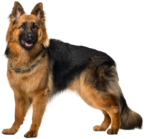 hond Duitse herder transparant achtergrond png