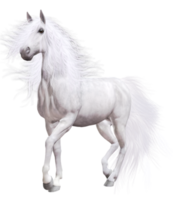 vit häst transparent bakgrund png