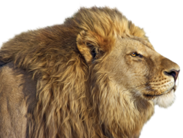 Lion transparent background png