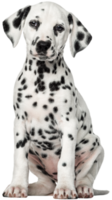 dalmatian hund transparent bakgrund png