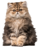 katt transparent bakgrund png