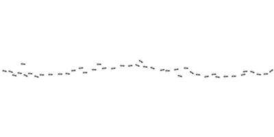 Ants marching in trail. Black ants path isolated in white background. Vector illustration