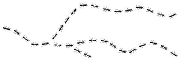 Ants trail curve. Ant path isolated in white background. Vector illustration