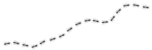 Ants trail curve. Ant path isolated in white background. Vector illustration