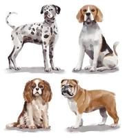 ilustración acuarela con diferentes razas de perros - dálmata, beagle, king charles spaniel, bulldog vector