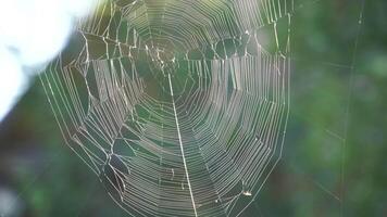 telaraña en el viento video