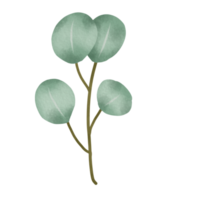 ramos de folha verde aquarela ou ilustração floral para artigos de papelaria de casamento, saudações, ornamento de fundo png