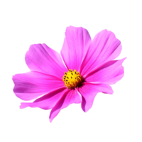 Garden Cosmos transparent background png