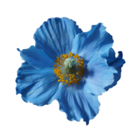 Himalayan blue poppy png