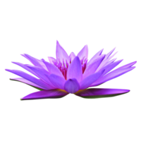 fond transparent de lotus égyptien png