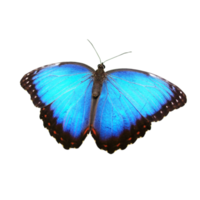 fondo transparente morfo azul png