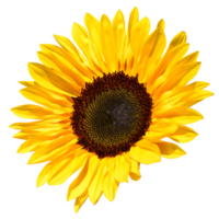 sunflower ong transparent background