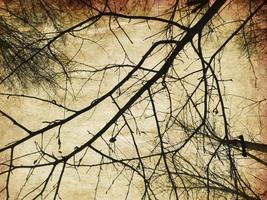 Grunge bare trees silhouettes photo
