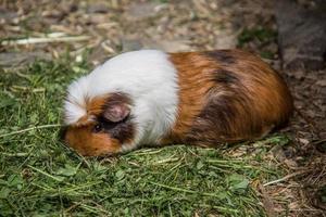 Guinea pig basks in the meadow photo