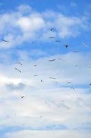 muchas gaviotas blancas vuelan en el cielo azul nublado foto