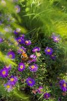 Monarch butterfly in purple Asters photo