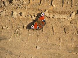 Butterfly peacock eye on the soil photo