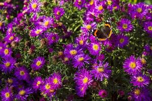 mariposa monarca en áster morado foto