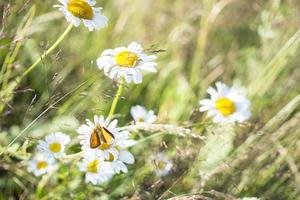 Bright orange butterflies on daisy flowers photo