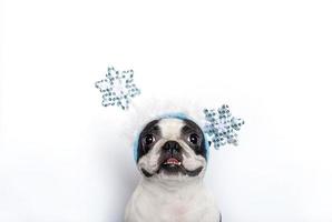 Portrait of a funny cute Boston Terrier dog in a funny Christmas headband on his head with shiny blue snowflakes on a white background. Copy space. photo