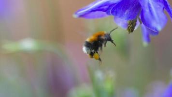 zangão voando com flor. abelha rastejando em câmera lenta sobre uma flor roxa. conceito de natureza de verão video
