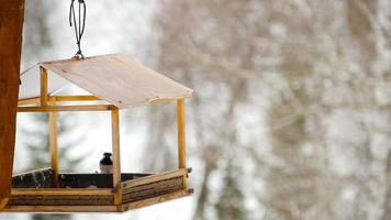 pájaros comiendo semillas del comedero. día de invierno helado