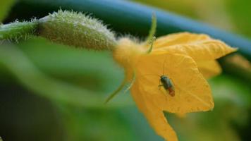 Green bug on a flowering cucumber, macro video