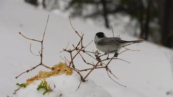 lindos pássaros selvagens nuthatches e mamas alimentando-se de sementes no deck de observação nevado no parque florestal de pinheiros no inverno frio video