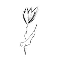 Ink drawing of a flower. Isolated on white background. vector