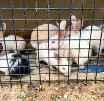 Rabbits inside a cage for sell at traditional asian animal market photo