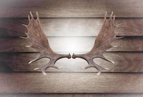 Closeup horn moose on wooden wall photo