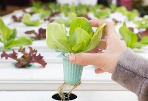 Organic hydroponic vegetable on hand photo