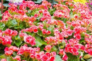 Begonia flower in the garden photo