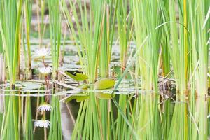 Wild pond with waterlily flowers photo