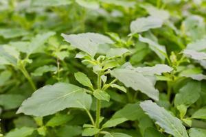 Fresh green basil1 photo