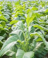 Field of Nicotiana tabacum photo