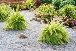 Fern plant on the pebble ground photo