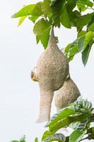 Baya weaver bird nest on tree photo